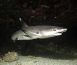 Baby Whitetip Reefshark at St.Johns Reef May 2006 by Patrick Neumann 
